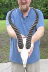 13 inch Springbok Horns and Skull for African themed decorating - You are buying the skull and horns shown for $45.00