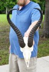 12 inch Springbok Horns and Skull for African themed decorating - You are buying the skull and horns shown for $45.00