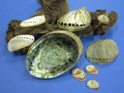 Abalone Shells