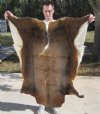 African Blesbok Skin Rug - Blesbuck Hide for Cabin Decor 47" x 41" (You are buying the hide pictured) for $50.00