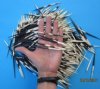 4" to 6" 500  Wholesale Porcupine Quills from Africa for Quillwork .22 each (You are buying the quills pictured)