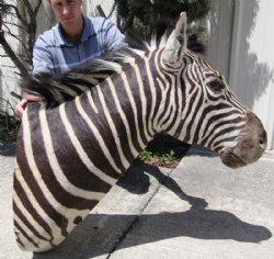 Animal Mounts