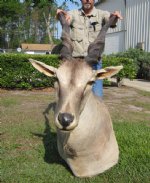 Eland Mount with 26-1/2 inches Horns(Cannot Be Shipped -- Must Be Picked Up in St. Augustine, FL) <font color=red> Special Price $549.99 </font>