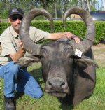 Water Buffalo Mount $800.00 (Cannot Be Shipped - Must Be Picked Up in St Augustine, FL)