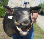 Wild Boar Mount  from Georgia wild boar $499.99 (You are buying the mount pictured.)