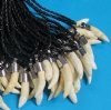 1-1/4" TO 1-1/2" Wholesale Alligator Tooth on Black Faux Rope Necklaces 20 inches; <font color=red>Minimum: 6 @ $3.75 each</font>