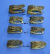 20+ Wholesale Alligator Heads 5"-6" from 3 foot gator - Price Break 20 pcs + @ $7.00 each