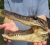 Alligator Heads Hand Picked Pricing