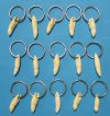 1 inch to 1-3/4 inch wholesale alligator tooth key chains with one ring - Packed 10 @ $1.20 each; 50 (5 packs) @ $1.05 each