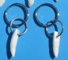 Wholesale Small Alligator Tooth Key Chains or Key Rings made with a 1-1/4 to 1-1/2 inch alligator tooth - Bag of 10 @ $1.00 each; 