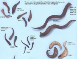Animal Horns for Decorating 
