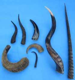 Animal Horns Wholesale Pricing