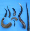 Animal Horns Wholesale Pricing
