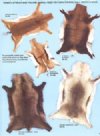 Animal Skulls-Skins-Horns-Bones-Mounts