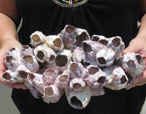 Purple Barnacles Hand Picked Pricing