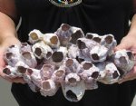 Purple Barnacles Hand Picked Pricing