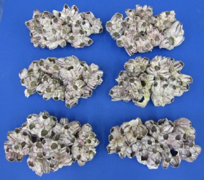 Barnacle Clusters - Purple Barnacles