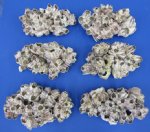 Barnacle Clusters - Purple Barnacles