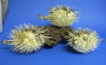 Wholesale Porcupine fish or Porcupine blowfish 6"-6-7/8" -  Pack of: 6 @ $2.00 each;