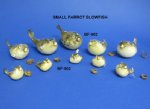 Dried Puffer Blowfish Wholesale 1" to 3" Bubble fish Packed: 20 @ $.28 each; 300 (15 packs) @ .252 each