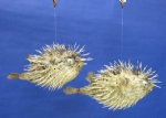 Wholesale Porcupine fish 10"-12" Porcupine Blowfish Minimum:  2 @ $5.25  each; Case of 20 @ $4.725 each
