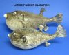 12"  to 14" Large Puffer Blowfish Wholesale - Packed: 2 pcs $9.25 each 