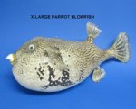 16 inches to 18 inches Large Dried Blowfish Wholesale - Puffer Fish  - Packed: 2 @ $19.50 each