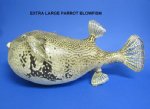 Wholesale swellfish or dried puffer blowfish 18"-20" Priced $22.95 each
