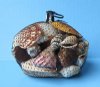 500 grams mixed shells Wholesale in Black Net Bags -  Case of 20 @ $1.05 each
