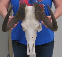 Wholesale Female African Black Wildebeest skull and horns up to 15-7/8 inches wide - $90