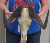 Wholesale Female African Black Wildebeest skull and horns up to 15-7/8 inches wide -<font color=red> *Sale*</font> 2 pc @ $70 each