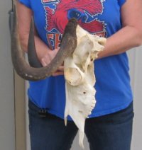 Wholesale Female African Black Wildebeest skull and horns up to 15-7/8 inches wide - $90