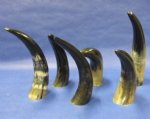 8 to 14-7/8 inches Wholesale Polished Water Buffalo Horns from India, Bubalus Bubalis Minimum: 2 pieces @ $5.00 each (You will receive horns similar to those pictured)
