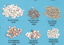 Bulk Tiny Shells for Crafts Under 1 inch