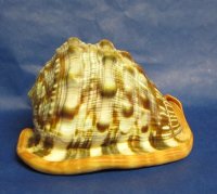 Cameo Shells - Bullmouth Helmets