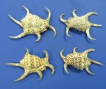 Wholesale lambis chiragra spider conch shells 5" - 7" Bulk Large Seashells Packed: 6 pieces @ $2.45 each; Case of 18 @ $2.21 each
