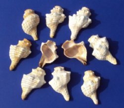 Wholesale cut striped fox conch shell for making night lights - Packed:1 dozen @ $9.00/dz: Packed:120 pcs (10 dz) @ $.65 each