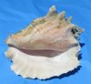 7 inches to 8 inches Pink Conch Shells, slit backs, Unedged, Uncleaned for outdoor gardens and beach landscaping - Minimum: 3 @ $3.00 each