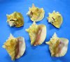 Case of 25 Wholesale Slit-Black Pink Conch Shells 6 inches to 7-7/8 inches - $4.30 each 