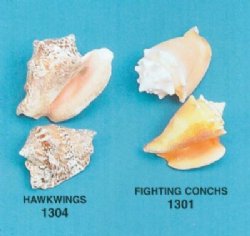 Conchs - Spider - Strombidae Shells