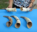 Cow Horns - Eland Horns Hand Selected