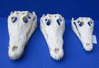Wholesale Nile crocodile skull from Africa measuring 8 inches long - $95.00 each; 3 pcs @ $87.00 each (Cites #084969)