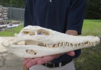 Crocodile Skulls - Crocodile Heads