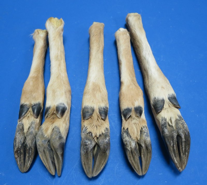 Straight deer feet for sale 10 inches to 12 inches