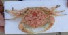 Dried Demania Cultripes Crabs-  Large: 7 inches up  Packed 2 @ $6.00 each; Medium (4" - 7") Packed 2 @ $4.00 each