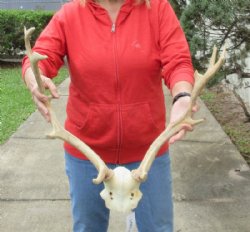 Fallow Deer Skull, Hand Picked 