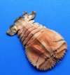6" Wholesale Dried Lobster, Ibacus altecrenatus for taxidermy crafts - Minimum 2 @ $6.00 each