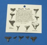 Wholesale Fossil tooth identification card with 5 - 6 teeth Packed 1 dozen @ $10.00 a dozen
