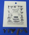Wholesale Fossil Shark Teeth & Assorted Marine Fossils on a punched identification card. Packed 1 dozen @ $11.70 a dozen; 5 dozen @ $10.25 a dozen