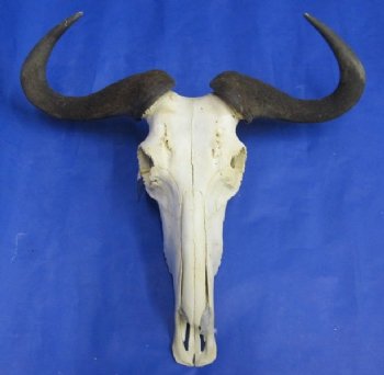 Wholesale Blue Wildebeest Skulls and Horns with horns 21 inches wide and over - $90 each; 3 or more @ $80 each 